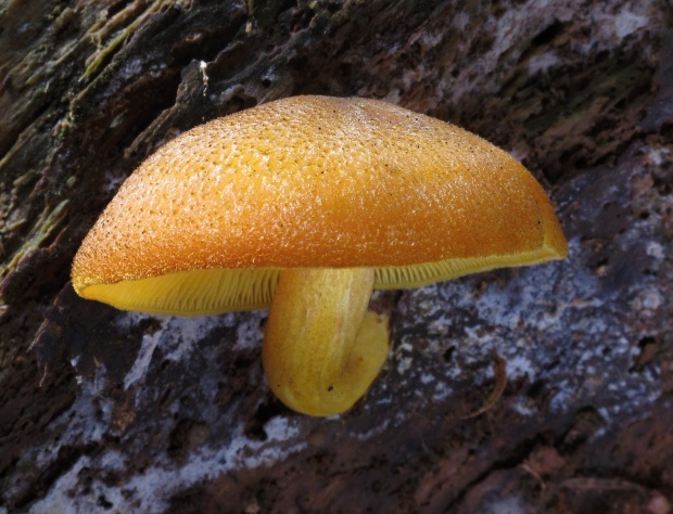 čírovec ozdobný Tricholomopsis decora (Fr.) Singer