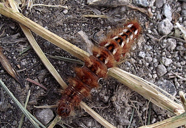 mramorovka obyčajná Acronicta rumicis.