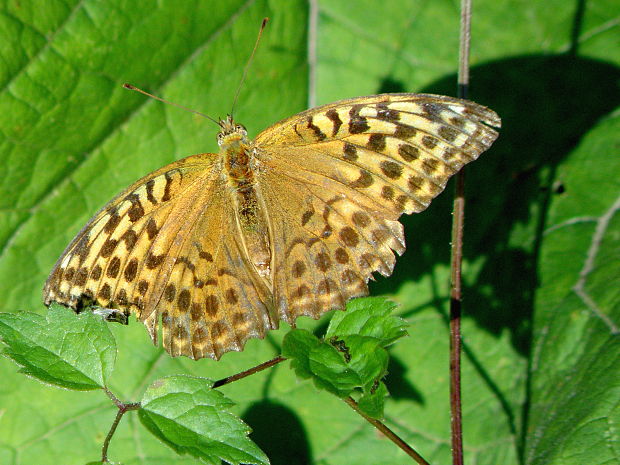 perlovec striebristopásavý  Argynnis paphia