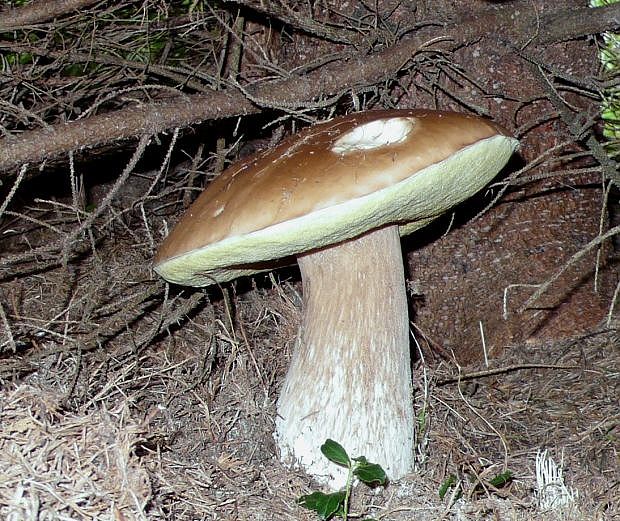 hríb smrekový Boletus edulis Bull.