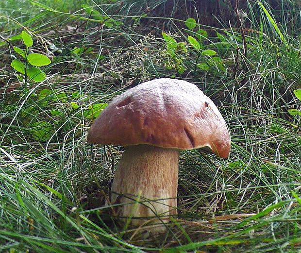 hríb smrekový Boletus edulis Bull.