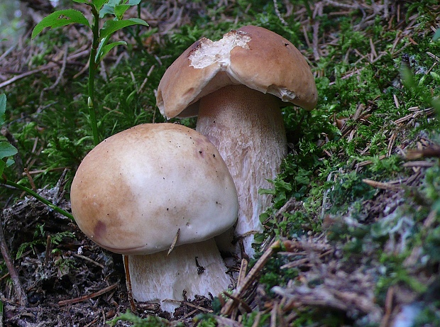 hríb smrekový Boletus edulis Bull.