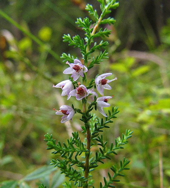 vres obyčajný Calluna vulgaris (L.) Hull