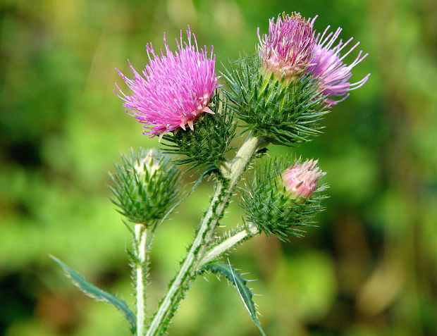 pichliač obyčajný Cirsium vulgare (Savi) Ten.