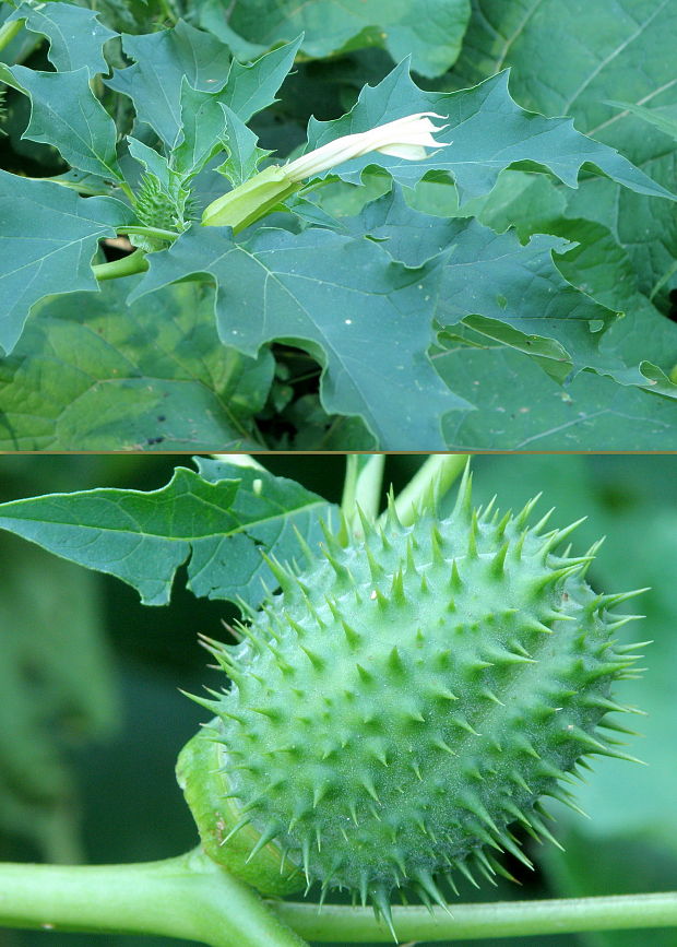 durman obyčajný Datura stramonium L.