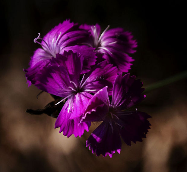 klinček Dianthus sp.