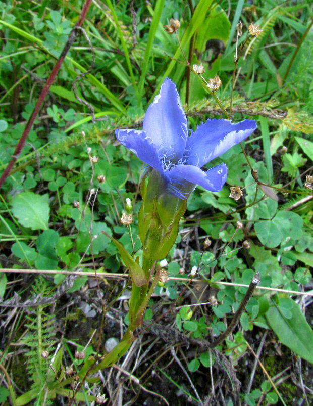 pahorec brvitý Gentianopsis ciliata (L.) Ma