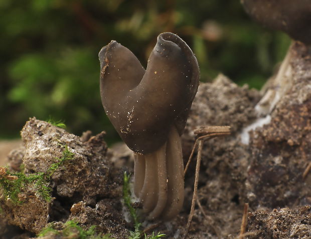 chriapač jamkatý Helvella lacunosa Afzel.