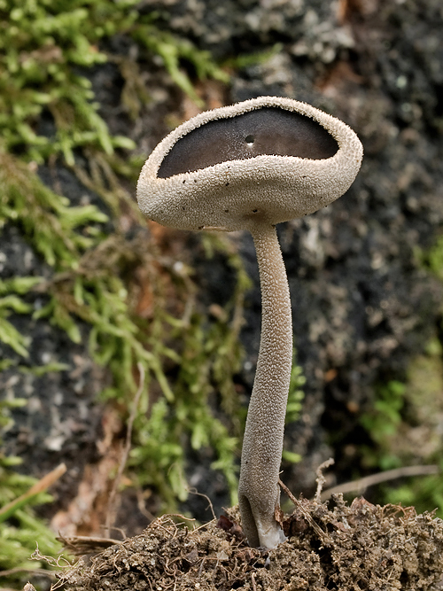 chriapač brvitý Helvella macropus (Pers.) P. Karst.