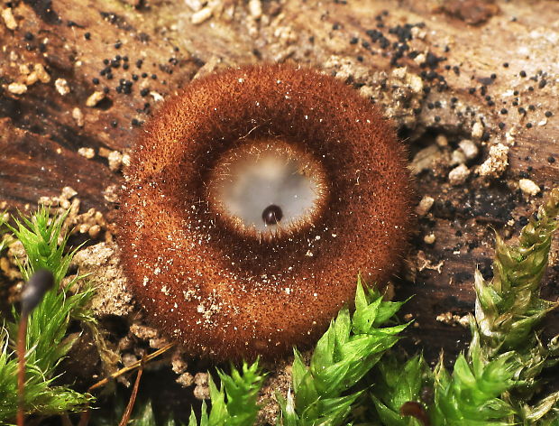 humária polguľovitá Humaria hemisphaerica (F.H. Wigg.) Fuckel