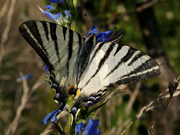 vidlochvost ovocný Iphiclides podalirius