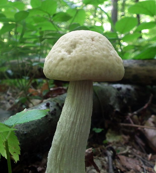 kozák Leccinum aerugineum (Fr.) Lannoy & Estadès