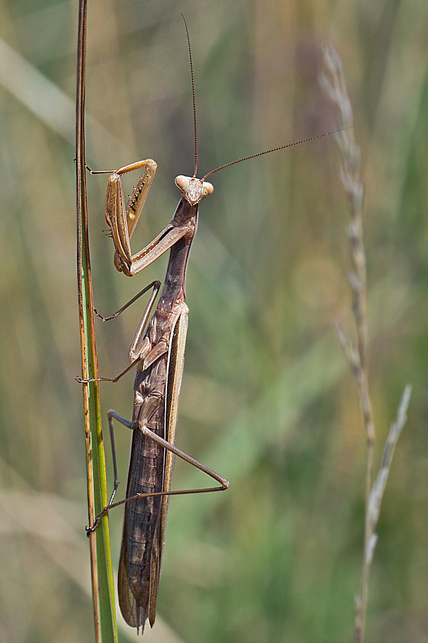 modlivka zelená  Mantis religiosa