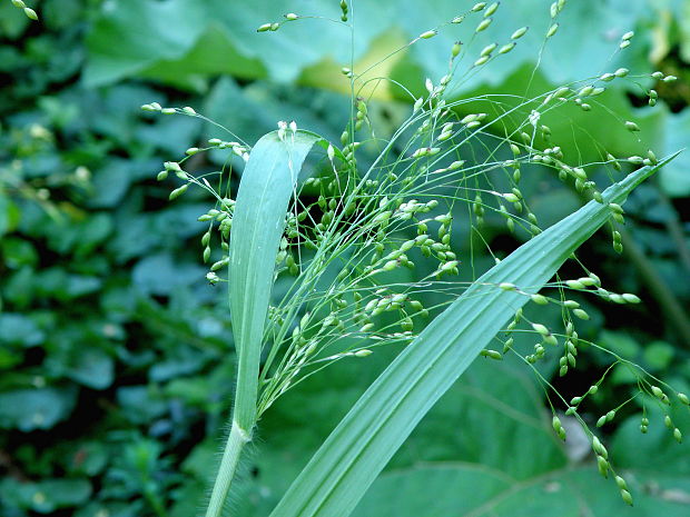 proso vláskovité  Panicum capillare L.