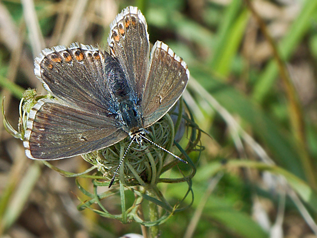 modráčik vikový  Polyommatus coridon