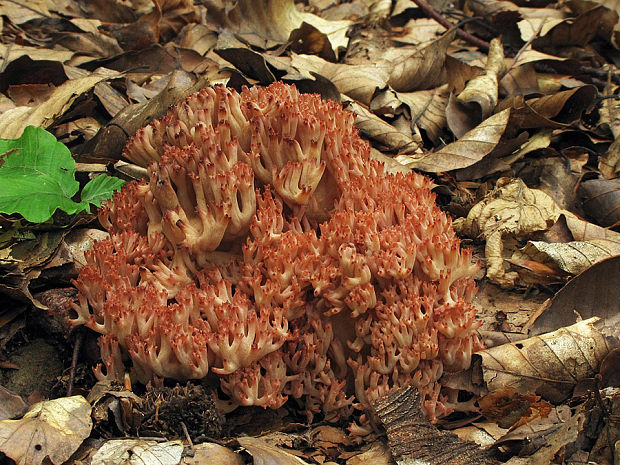 strapačka koralovitá Ramaria botrytis (Pers.) Ricken