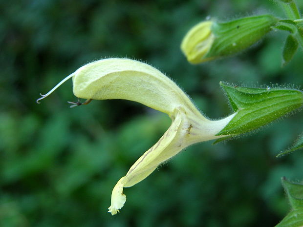 šalvia lepkavá Salvia glutinosa L.