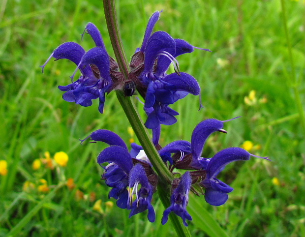 šalvia lúčna Salvia pratensis L.