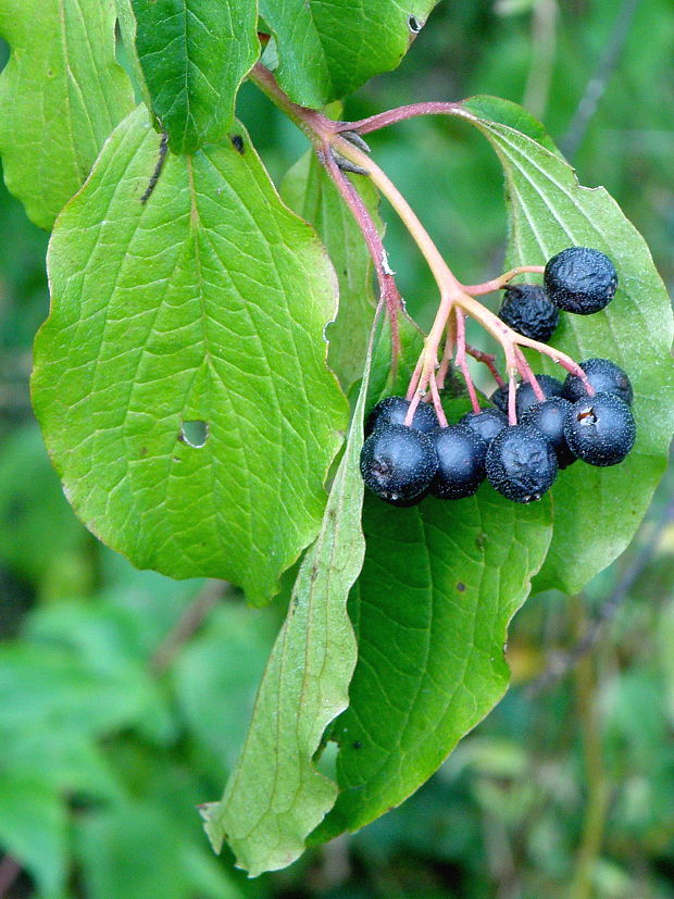 svíb krvavý Swida sanguinea (L.) Opiz