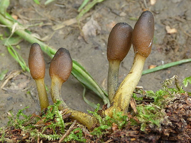 žezlovka srnková Tolypocladium ophioglossoides (J.F. Gmel.) Quandt, Kepler & Spatafora