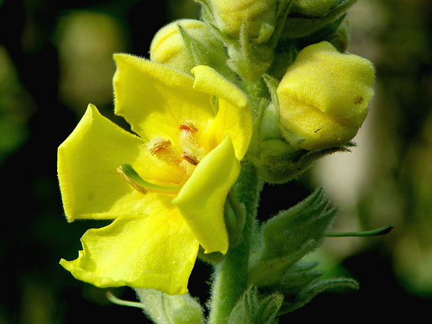 divozel veľkokvetý Verbascum densiflorum Bertol.