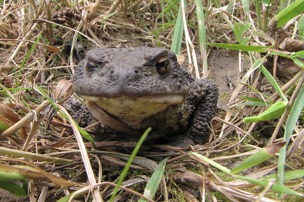 žaba