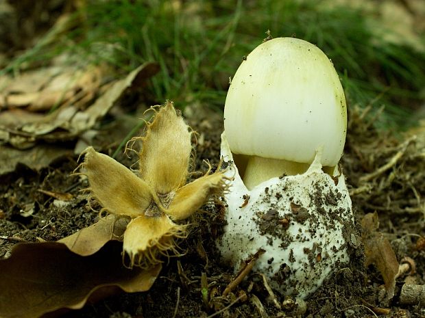 muchotrávka zelená Amanita phalloides (Vaill. ex Fr.) Link