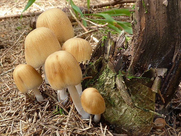 hnojník Coprinellus sp.???