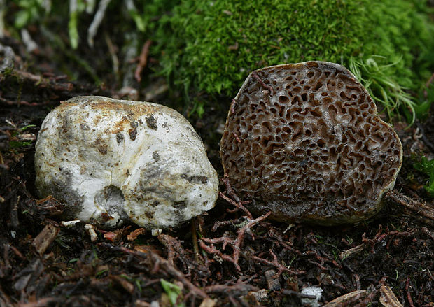 hľuza Hymenogaster cf. vulgaris