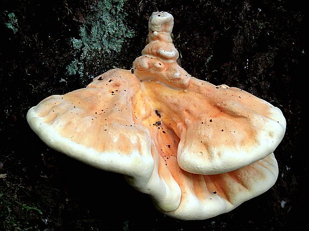 sírovec obyčajný Laetiporus sulphureus (Bull.) Murrill