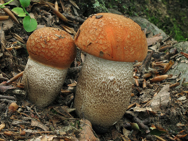 kozák dubový Leccinum aurantiacum (Bull.) Gray