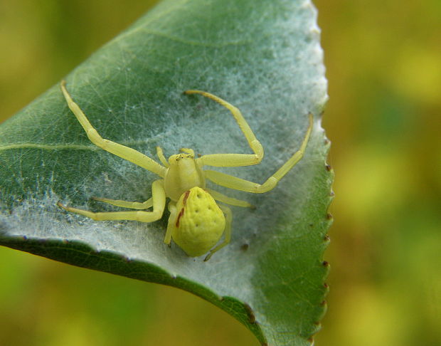 kvetárik dvojtvarý Misumena vatia