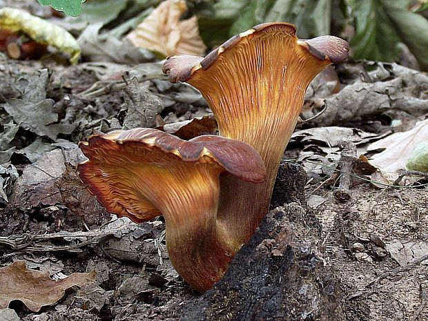 kališník hnedooranžový Omphalotus olearius (DC.) Singer