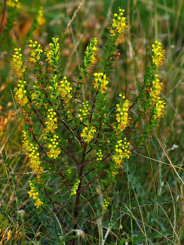 zúbkokvet žltý Orthantha lutea (L.) A. Kern. ex Wettst.