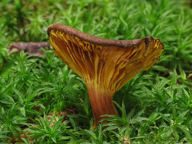 lupeňopórovec červenožltý Phylloporus rhodoxanthus (Schwein.) Bres.