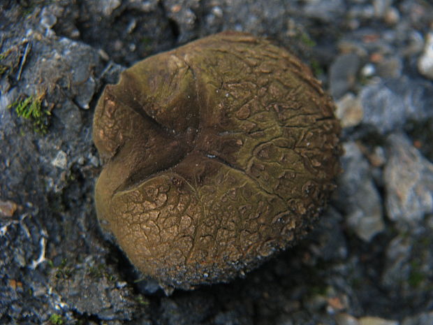 hráškovec obyčajný Pisolithus arhizus (Scop.) Rauschert