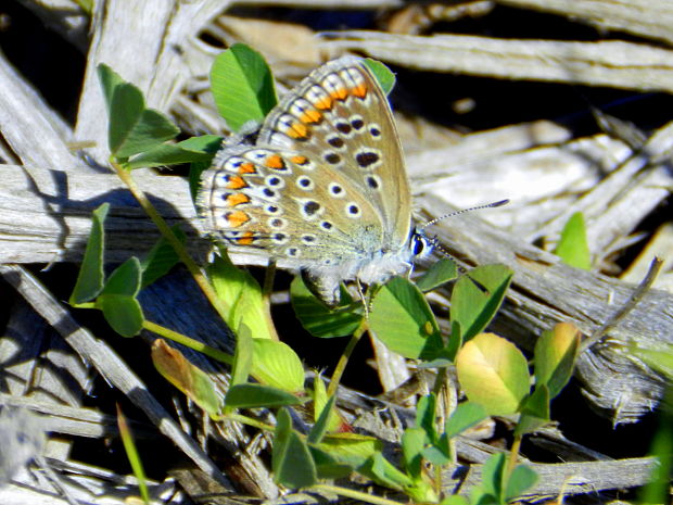 modráčik obyčajný Polyommatus icarus