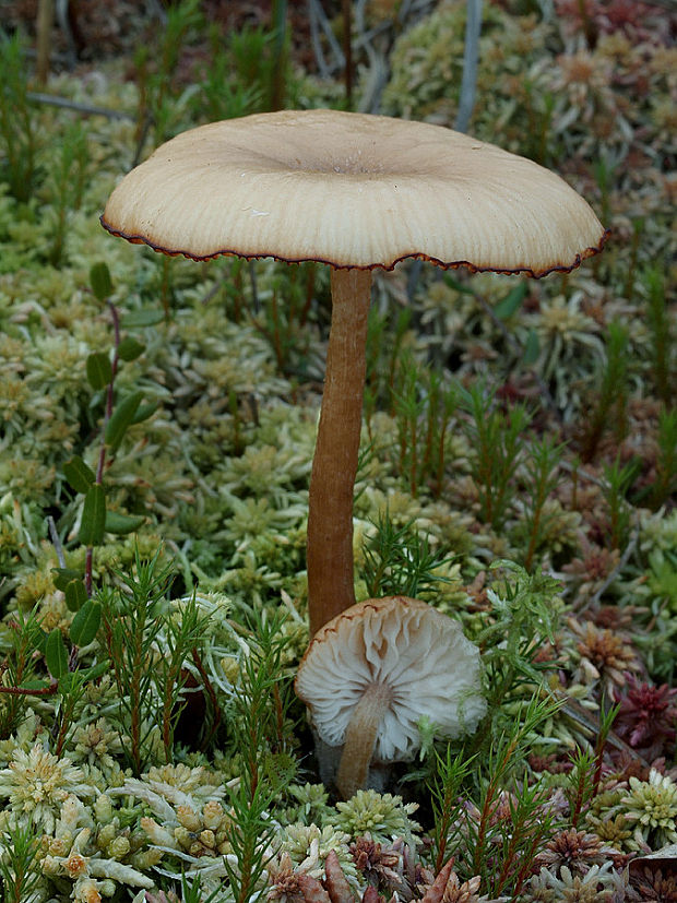 strmulica blednúca Pseudoclitocybe expallens (Pers.) M.M. Moser