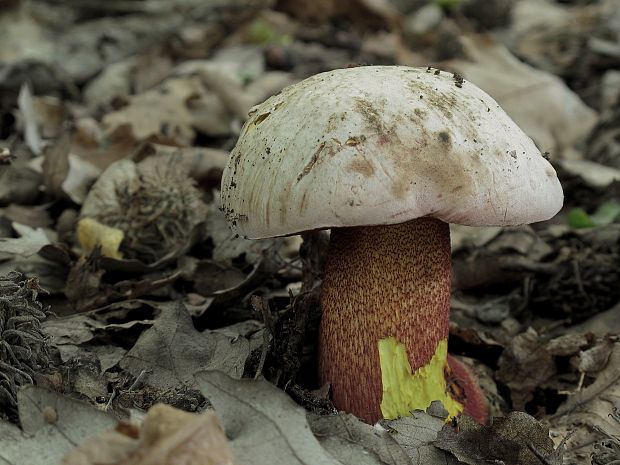 hríb purpurový Rubroboletus rhodoxanthus Kuan Zhao &amp; Zhu L. Yang