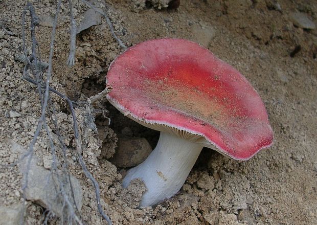 plávka Russula sp.