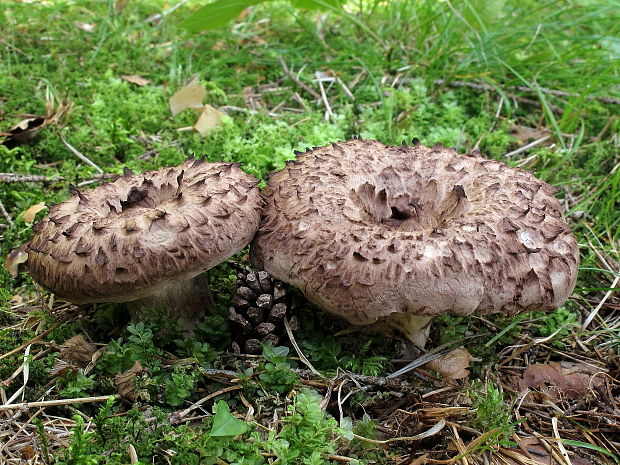 jelenkovec škridlicovitý Sarcodon imbricatus (L.) P. Karst.