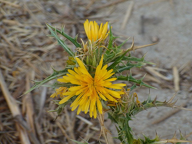 bodliak stredozemný Scolymus hispanicus L.