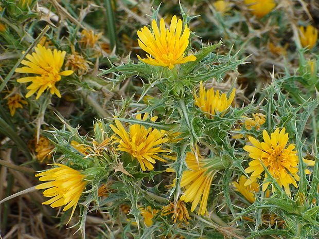 bodliak stredozemný Scolymus hispanicus L.