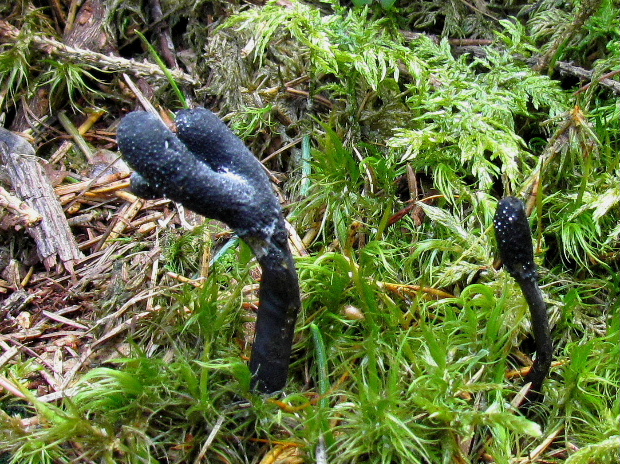 žezlovka srnková Tolypocladium ophioglossoides (J.F. Gmel.) Quandt, Kepler & Spatafora