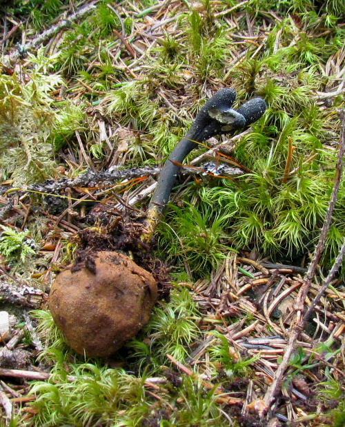 žezlovka srnková Tolypocladium ophioglossoides (J.F. Gmel.) Quandt, Kepler & Spatafora