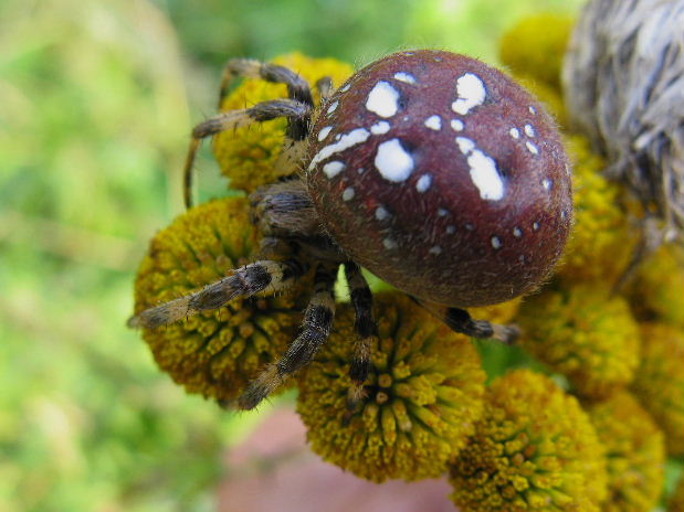 križiak štvorškvrnný Araneus quadratus