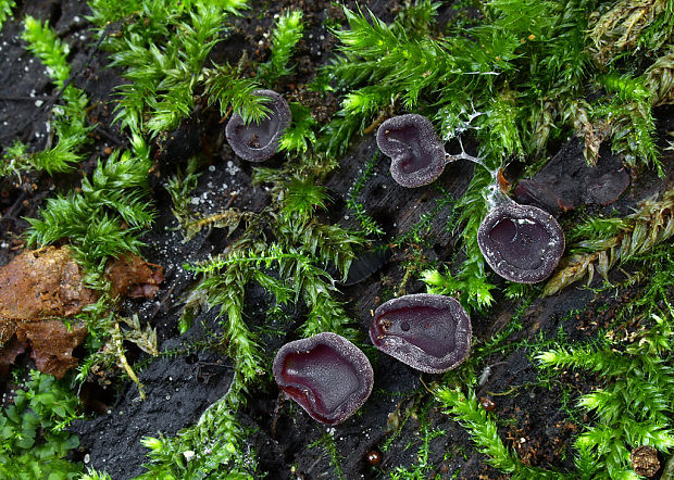 vrtidlovka Ascocoryne sp.