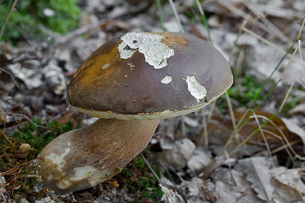 hríb bronzový Boletus aereus Bull. ex Fr.