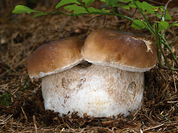 hríb smrekový Boletus edulis Bull.