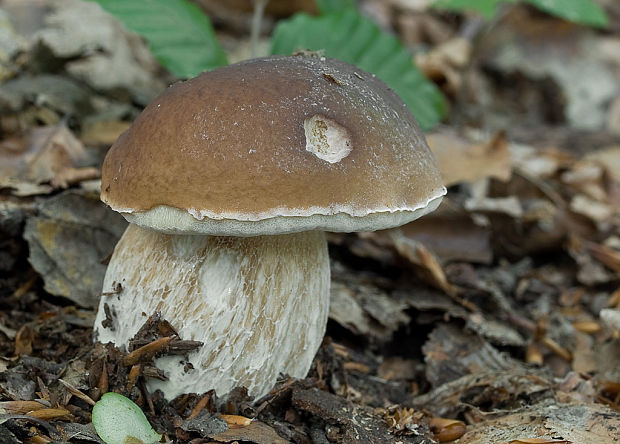 hríb smrekový Boletus edulis Bull.